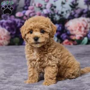Pansy, Bich-Poo Puppy